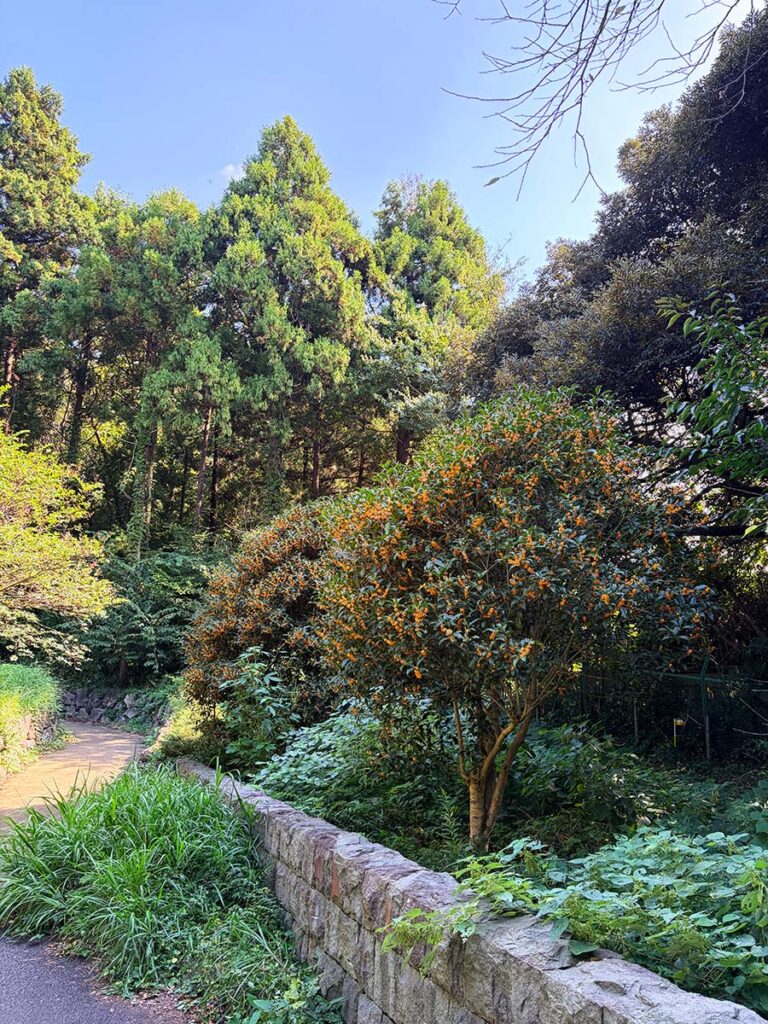 iPhone17試し撮り